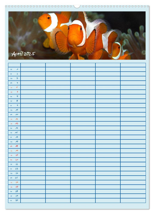 Der Nemo-Kalender (CALVENDO Wandkalender 2025)