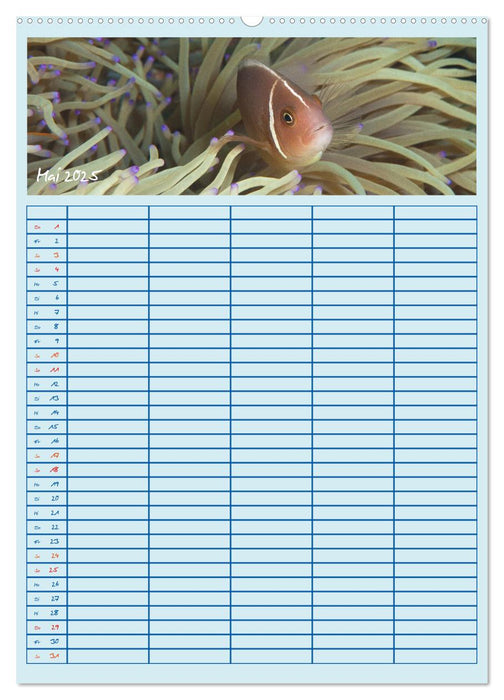 Der Nemo-Kalender (CALVENDO Wandkalender 2025)