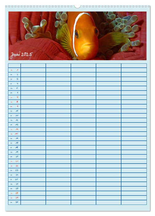 Der Nemo-Kalender (CALVENDO Wandkalender 2025)