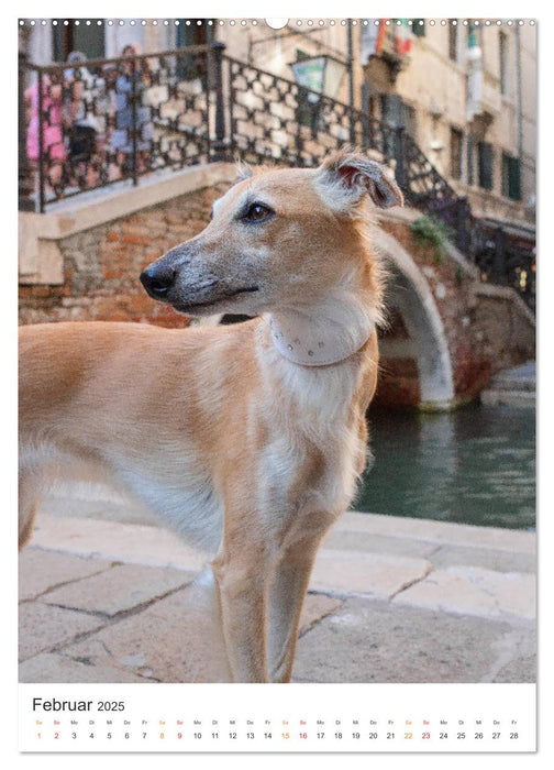 Silken Windsprites - Zwei Windhunde erobern die Lagunenstadt Venedig (CALVENDO Premium Wandkalender 2025)