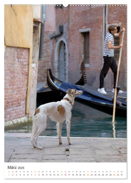 Silken Windsprites - Zwei Windhunde erobern die Lagunenstadt Venedig (CALVENDO Premium Wandkalender 2025)