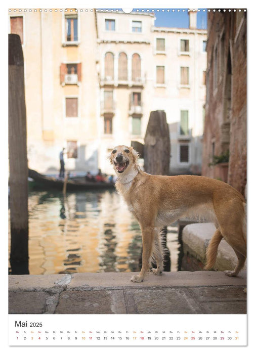 Silken Windsprites - Zwei Windhunde erobern die Lagunenstadt Venedig (CALVENDO Premium Wandkalender 2025)