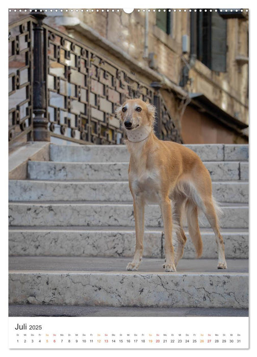 Silken Windsprites - Zwei Windhunde erobern die Lagunenstadt Venedig (CALVENDO Premium Wandkalender 2025)