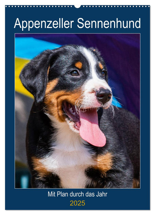 Appenzeller Sennenhund - Mit Plan durch das Jahr (CALVENDO Wandkalender 2025)