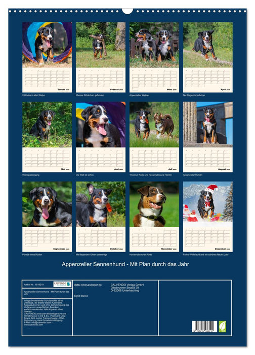 Appenzeller Sennenhund - Mit Plan durch das Jahr (CALVENDO Wandkalender 2025)