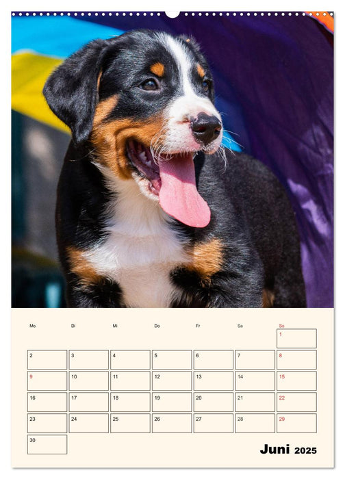 Appenzeller Sennenhund - Mit Plan durch das Jahr (CALVENDO Wandkalender 2025)