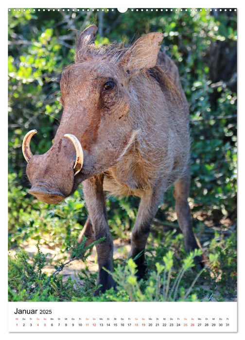 SÜDAFRIKA Wild-Tiere im Addo Elephant Park (CALVENDO Premium Wandkalender 2025)