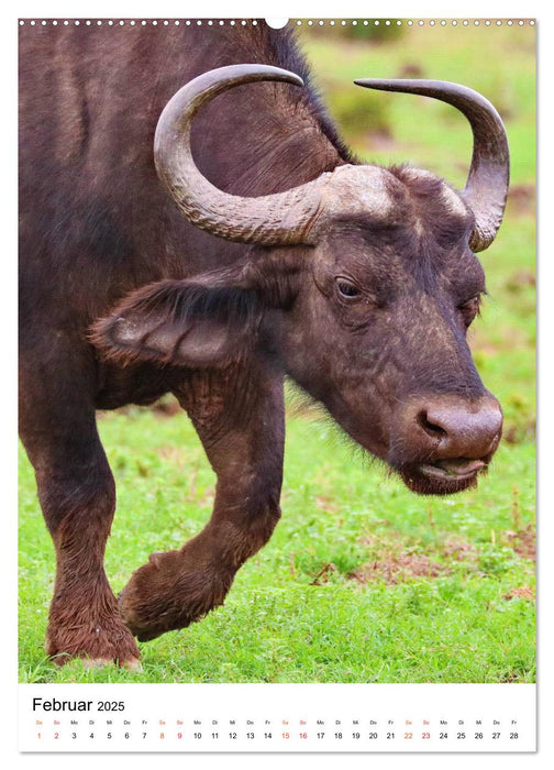 SÜDAFRIKA Wild-Tiere im Addo Elephant Park (CALVENDO Premium Wandkalender 2025)