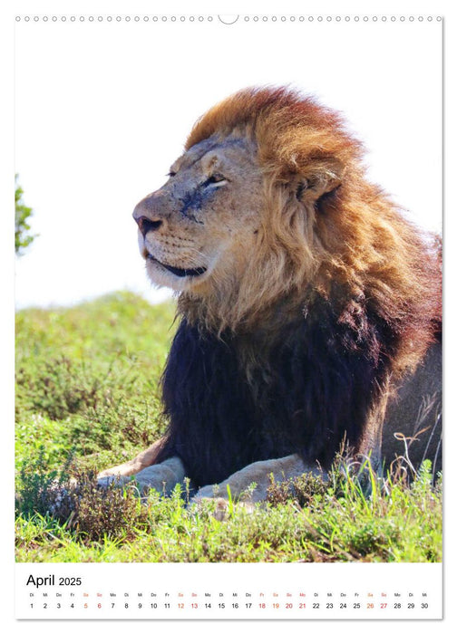 SÜDAFRIKA Wild-Tiere im Addo Elephant Park (CALVENDO Premium Wandkalender 2025)