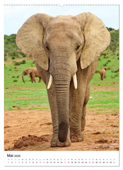 SÜDAFRIKA Wild-Tiere im Addo Elephant Park (CALVENDO Premium Wandkalender 2025)