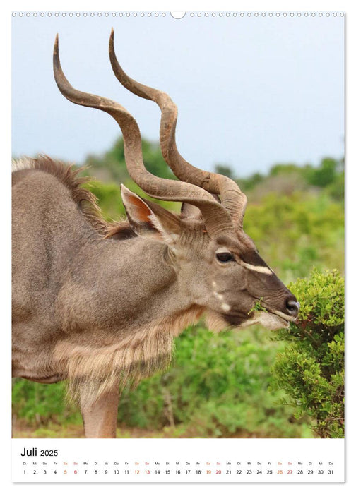 SÜDAFRIKA Wild-Tiere im Addo Elephant Park (CALVENDO Premium Wandkalender 2025)