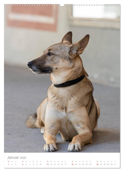 Hunde in der Stadt (CALVENDO Wandkalender 2025)