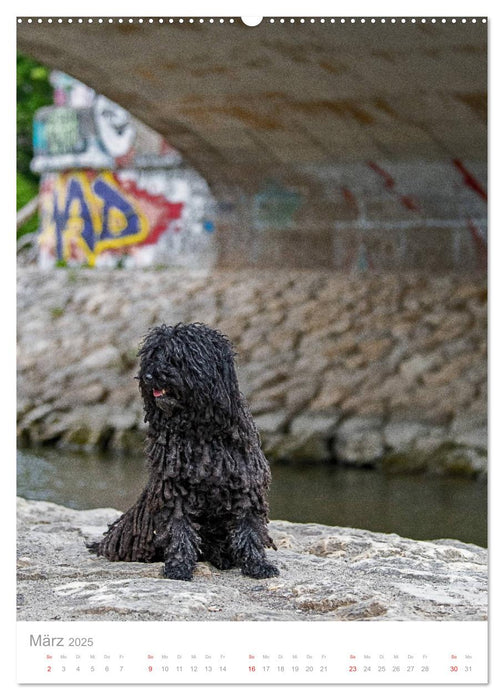 Hunde in der Stadt (CALVENDO Wandkalender 2025)