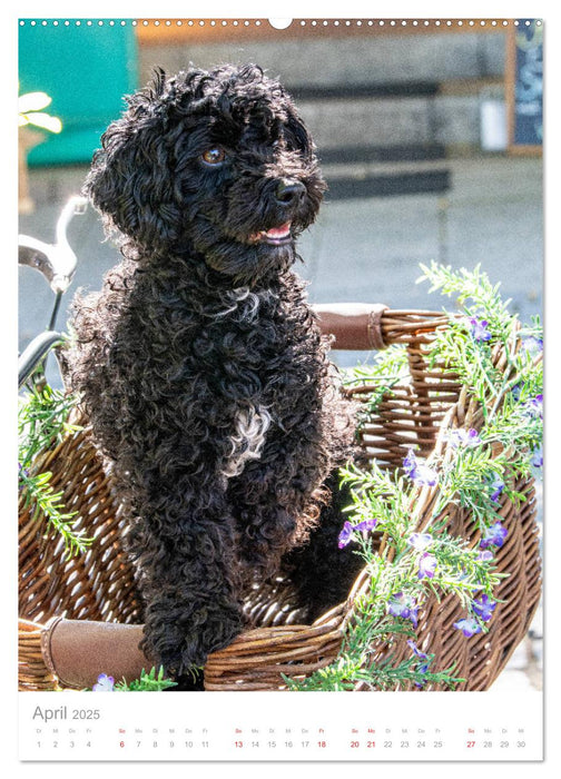 Hunde in der Stadt (CALVENDO Wandkalender 2025)