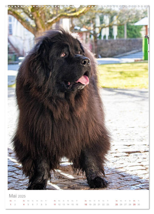 Hunde in der Stadt (CALVENDO Wandkalender 2025)