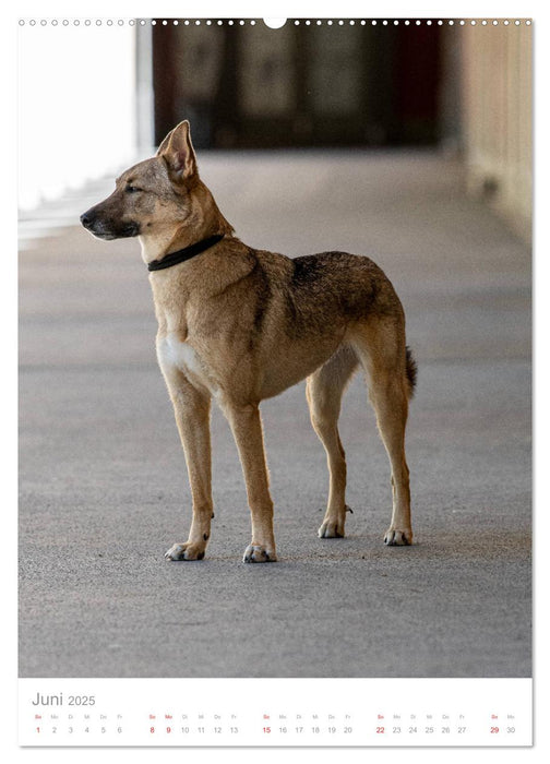 Hunde in der Stadt (CALVENDO Wandkalender 2025)