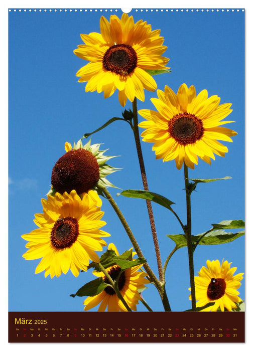 Sonnenblumen - Strahlende Blüten (CALVENDO Premium Wandkalender 2025)