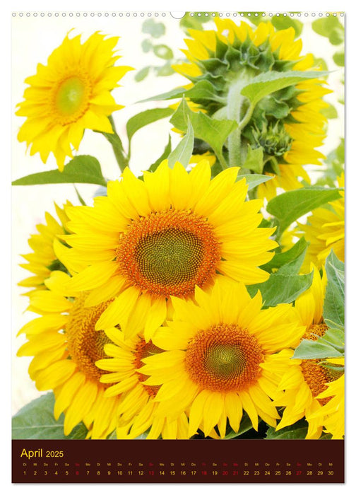Sonnenblumen - Strahlende Blüten (CALVENDO Premium Wandkalender 2025)