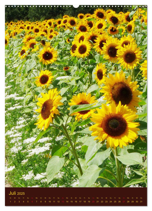 Sonnenblumen - Strahlende Blüten (CALVENDO Premium Wandkalender 2025)