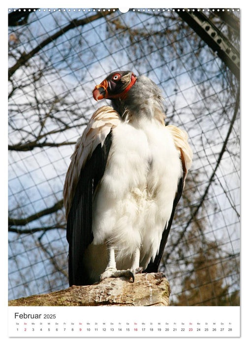 Vögel - Große, kleine, bunte (CALVENDO Premium Wandkalender 2025)