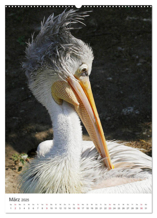 Vögel - Große, kleine, bunte (CALVENDO Premium Wandkalender 2025)