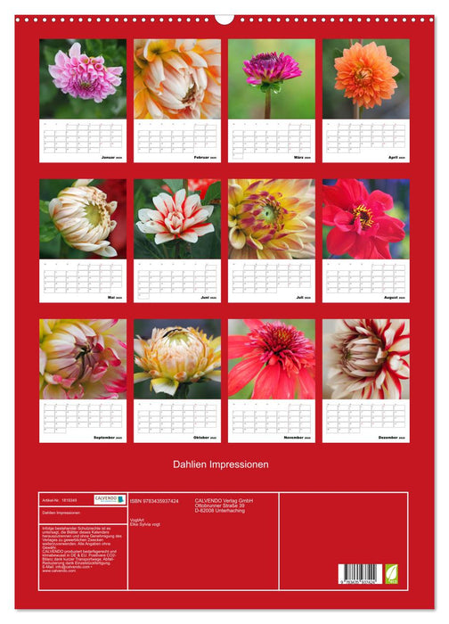 Dahlien Impressionen (CALVENDO Wandkalender 2025)