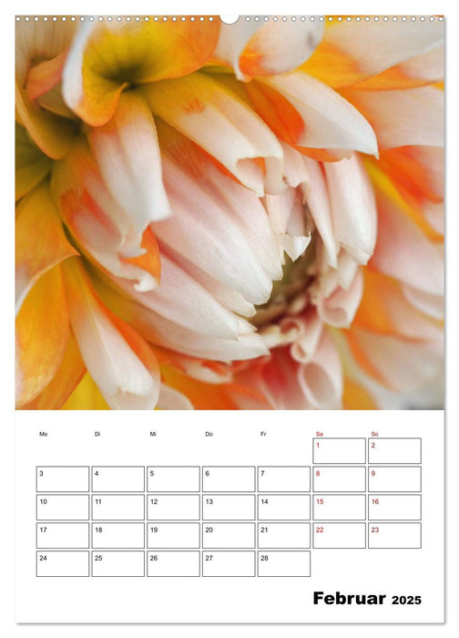 Dahlien Impressionen (CALVENDO Wandkalender 2025)