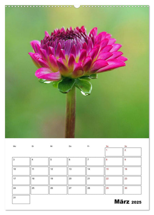 Dahlien Impressionen (CALVENDO Wandkalender 2025)