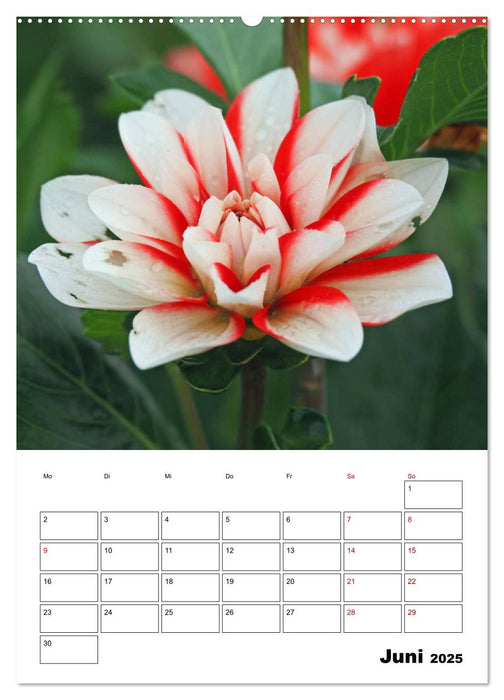 Dahlien Impressionen (CALVENDO Wandkalender 2025)