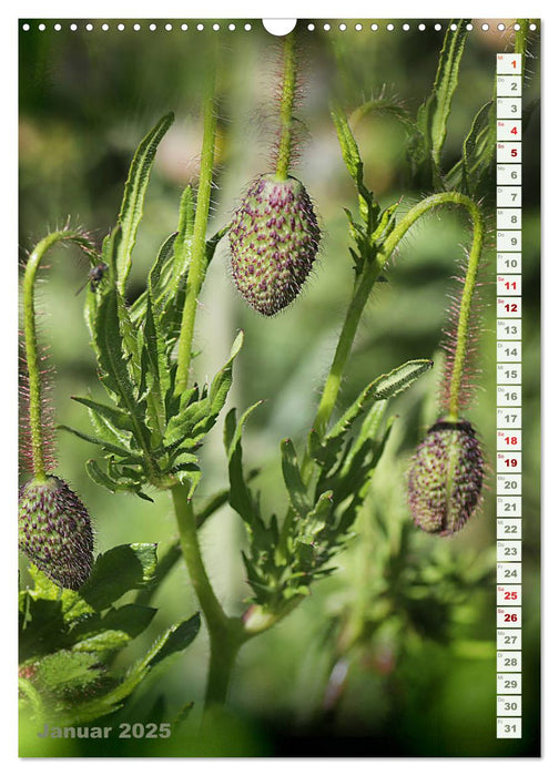 Es werde Mohn (CALVENDO Wandkalender 2025)