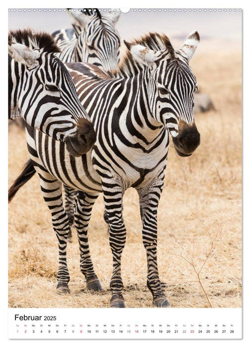 Serengeti Pur - Tansania (CALVENDO Premium Wandkalender 2025)