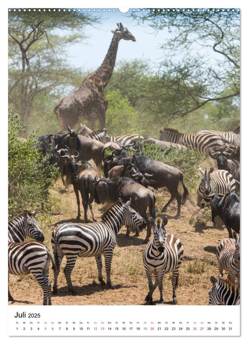 Serengeti Pur - Tansania (CALVENDO Premium Wandkalender 2025)