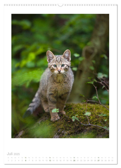 Wildkatzen - Kleine Samtpfoten des Waldes (CALVENDO Premium Wandkalender 2025)