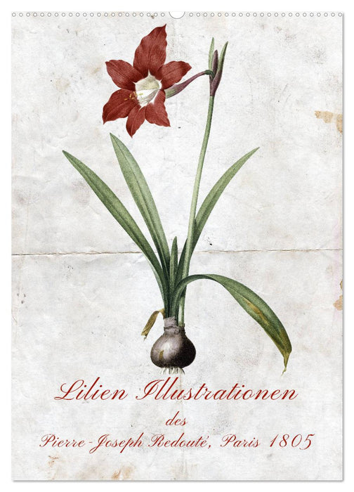 Lilien Illustrationen des Pierre-Joseph Redouté, Paris 1805 (CALVENDO Wandkalender 2025)