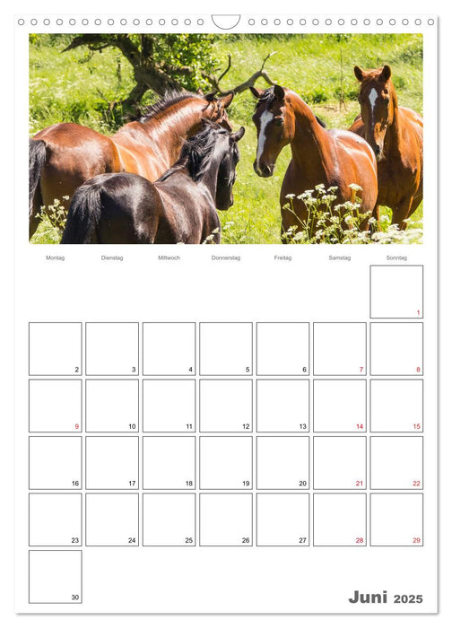 Pferde - Kameraden mit vier Hufen (CALVENDO Wandkalender 2025)