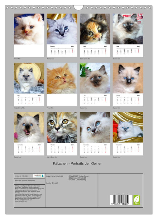 Kätzchen - Portraits der Kleinen (CALVENDO Wandkalender 2025)
