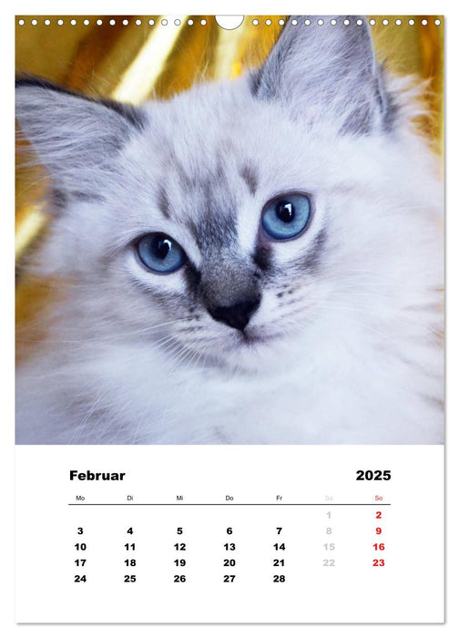 Kätzchen - Portraits der Kleinen (CALVENDO Wandkalender 2025)