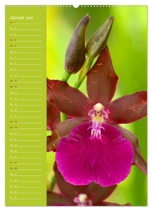 Betörende Orchideenvielfalt (CALVENDO Premium Wandkalender 2025)