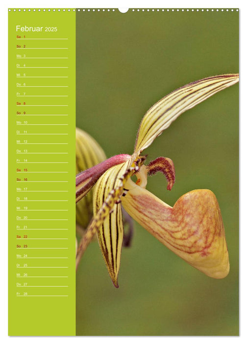 Betörende Orchideenvielfalt (CALVENDO Premium Wandkalender 2025)