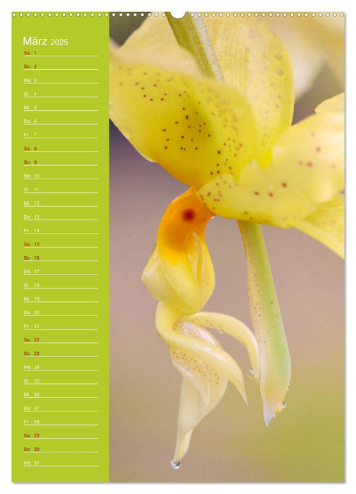 Betörende Orchideenvielfalt (CALVENDO Premium Wandkalender 2025)