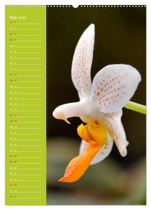 Betörende Orchideenvielfalt (CALVENDO Premium Wandkalender 2025)