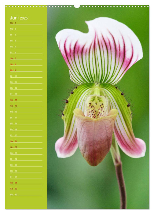 Betörende Orchideenvielfalt (CALVENDO Premium Wandkalender 2025)