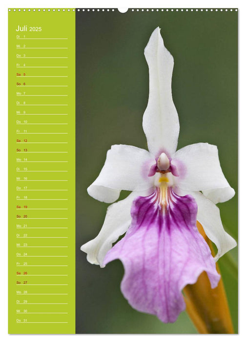 Betörende Orchideenvielfalt (CALVENDO Premium Wandkalender 2025)