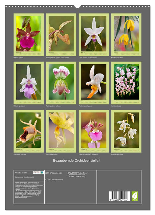 Bezaubernde Orchideenvielfalt (CALVENDO Premium Wandkalender 2025)