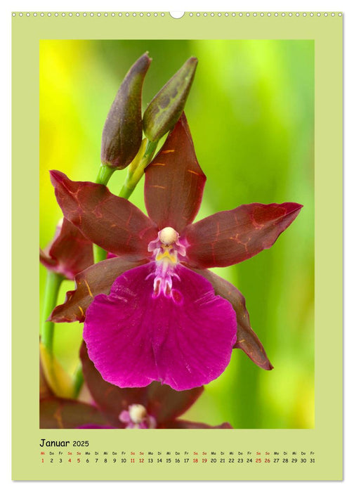 Bezaubernde Orchideenvielfalt (CALVENDO Premium Wandkalender 2025)