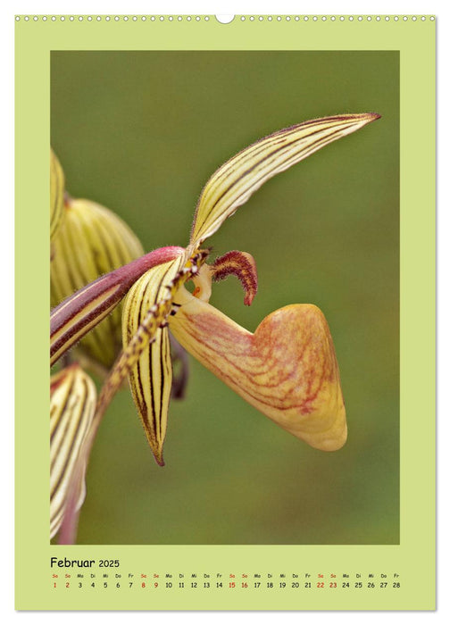 Bezaubernde Orchideenvielfalt (CALVENDO Premium Wandkalender 2025)