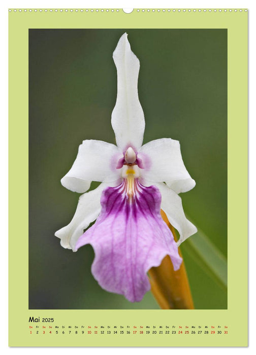 Bezaubernde Orchideenvielfalt (CALVENDO Premium Wandkalender 2025)