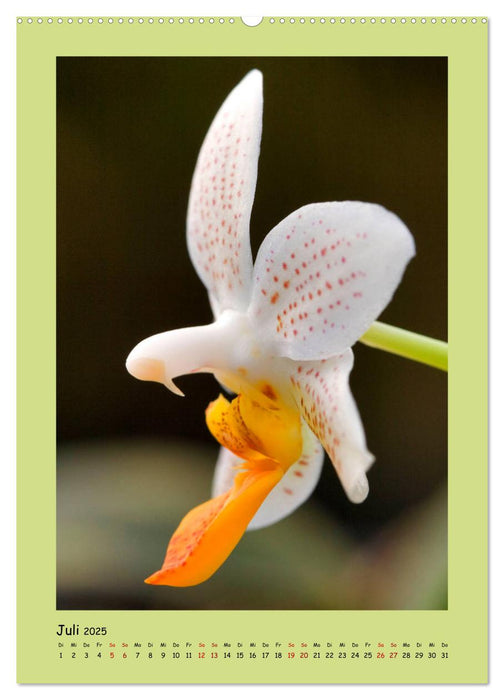 Bezaubernde Orchideenvielfalt (CALVENDO Premium Wandkalender 2025)