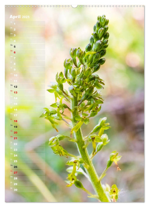 Auf der Suche nach Orchideen in Deutschland (CALVENDO Wandkalender 2025)