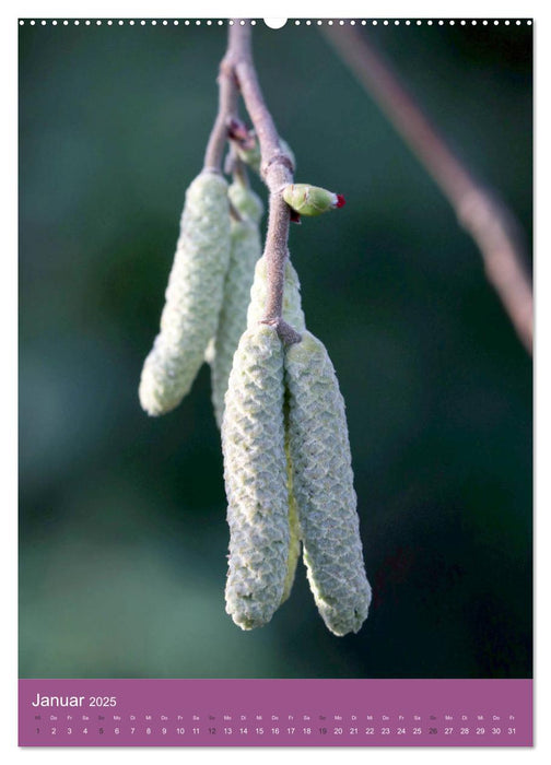 Schöne Gartenwelt (CALVENDO Premium Wandkalender 2025)